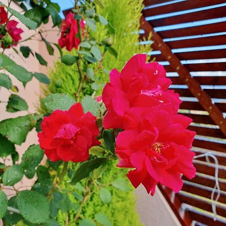 Rosinha Country House Vale de Cambra Zewnętrze zdjęcie